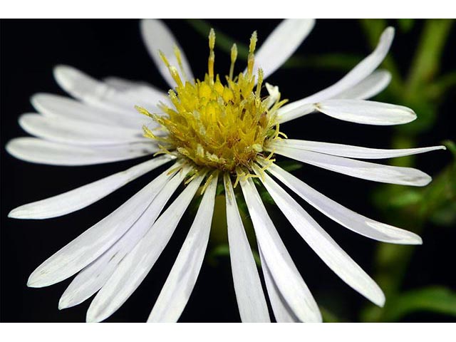 Symphyotrichum novi-belgii var. novi-belgii (New york aster) #74572