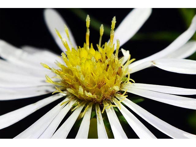 Symphyotrichum novi-belgii var. novi-belgii (New york aster) #74573