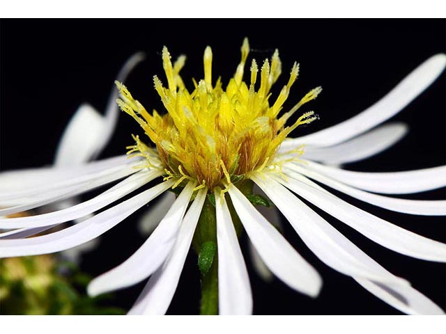 Symphyotrichum novi-belgii var. novi-belgii (New york aster) #74575