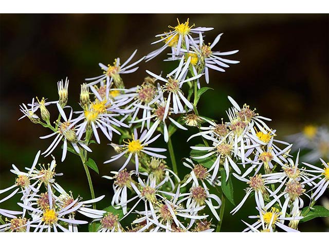 Symphyotrichum novi-belgii var. novi-belgii (New york aster) #74589