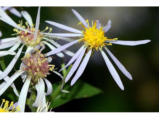 Symphyotrichum novi-belgii var. novi-belgii (New york aster) #74591