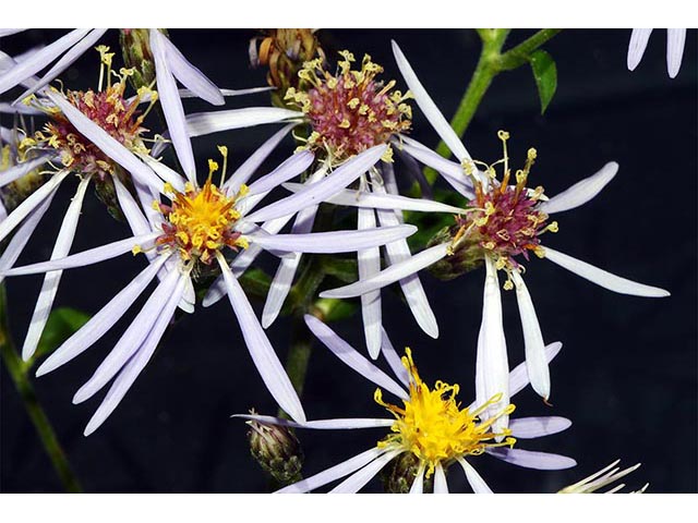 Symphyotrichum novi-belgii var. novi-belgii (New york aster) #74592