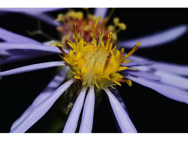 Symphyotrichum novi-belgii var. novi-belgii (New york aster) #74597