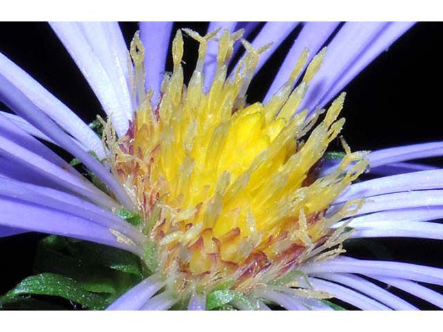 Symphyotrichum novi-belgii (New york aster) #74605