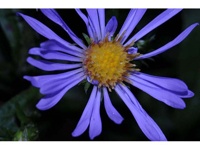 Symphyotrichum novi-belgii (New york aster) #74612