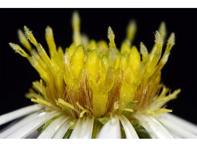 Symphyotrichum novi-belgii (New york aster) #74621