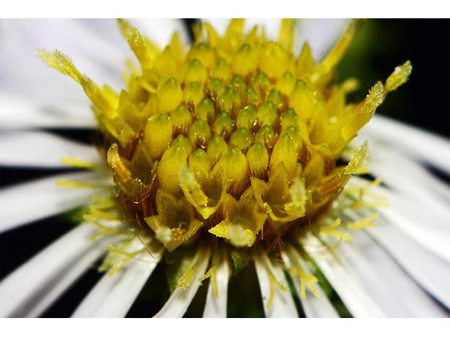 Symphyotrichum novi-belgii (New york aster) #74623