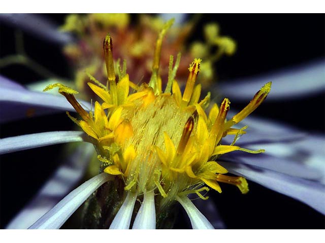 Symphyotrichum novi-belgii (New york aster) #74642