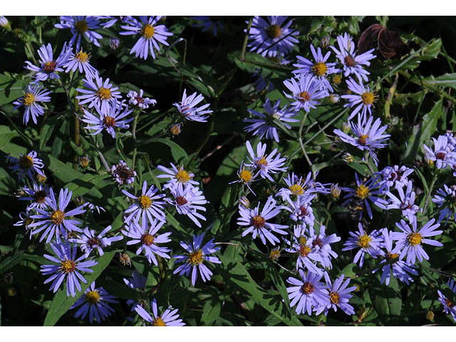 Symphyotrichum prenanthoides (Crookedstem aster) #74644