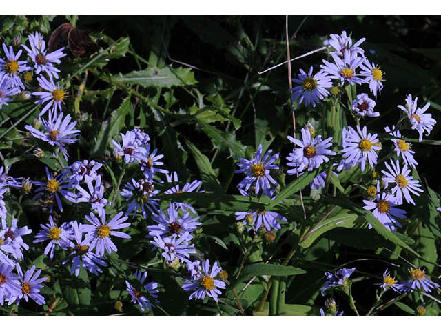 Symphyotrichum prenanthoides (Crookedstem aster) #74645