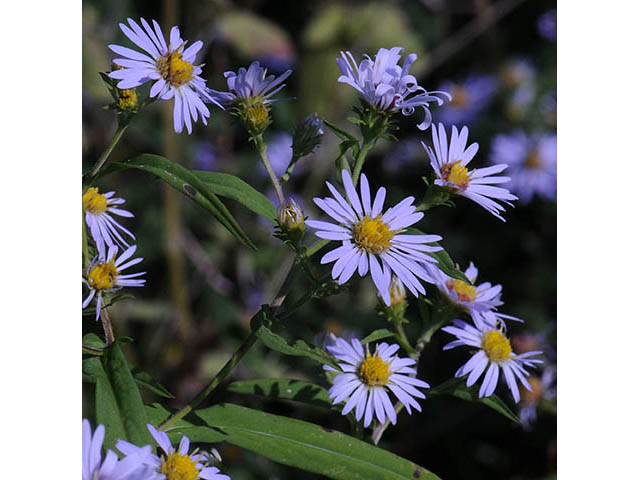 Symphyotrichum prenanthoides (Crookedstem aster) #74647