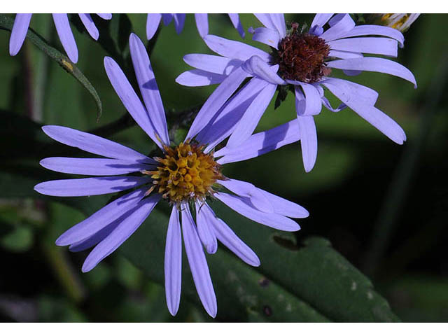 Symphyotrichum prenanthoides (Crookedstem aster) #74651