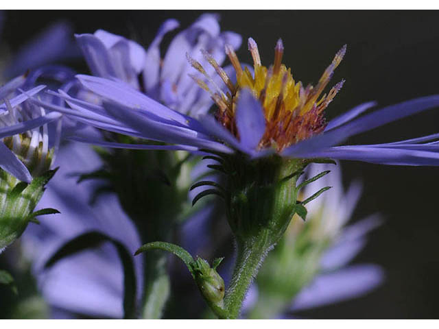 Symphyotrichum prenanthoides (Crookedstem aster) #74654