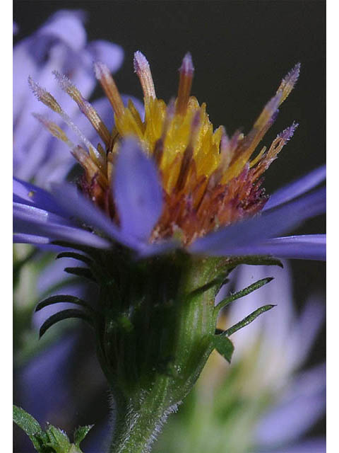 Symphyotrichum prenanthoides (Crookedstem aster) #74656