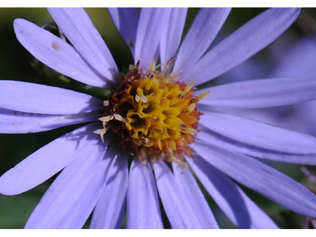 Symphyotrichum prenanthoides (Crookedstem aster) #74658