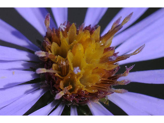 Symphyotrichum prenanthoides (Crookedstem aster) #74660