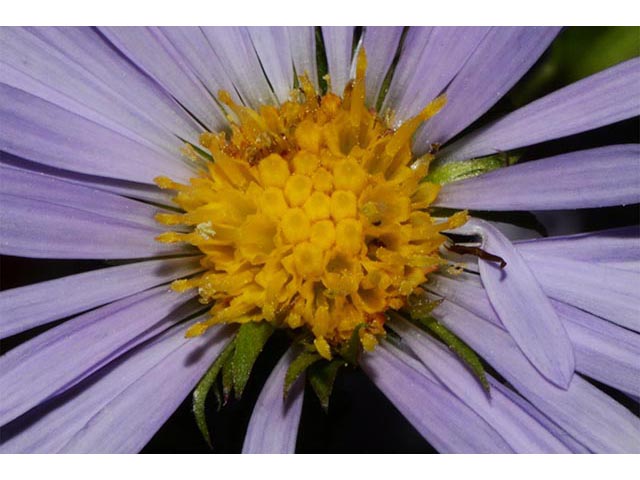 Symphyotrichum puniceum (Purplestem aster) #74667