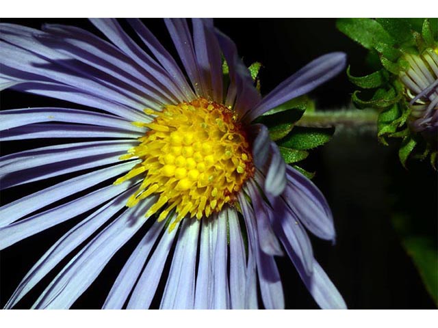 Symphyotrichum puniceum (Purplestem aster) #74672