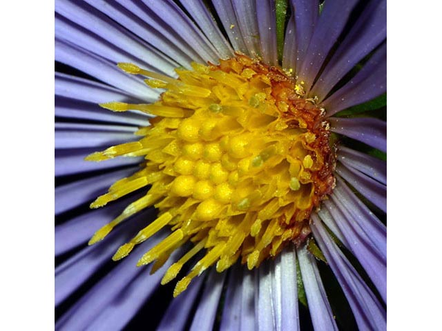 Symphyotrichum puniceum (Purplestem aster) #74673