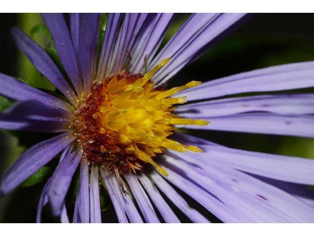 Symphyotrichum puniceum (Purplestem aster) #74676