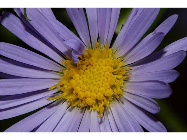 Symphyotrichum puniceum (Purplestem aster) #74677