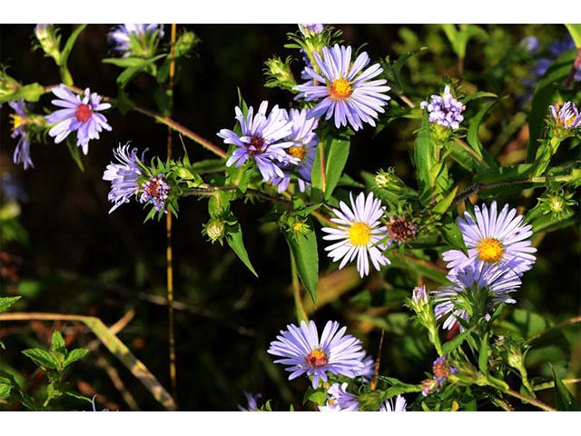 Symphyotrichum puniceum (Purplestem aster) #74699