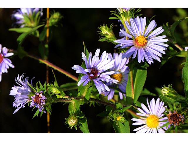 Symphyotrichum puniceum (Purplestem aster) #74700