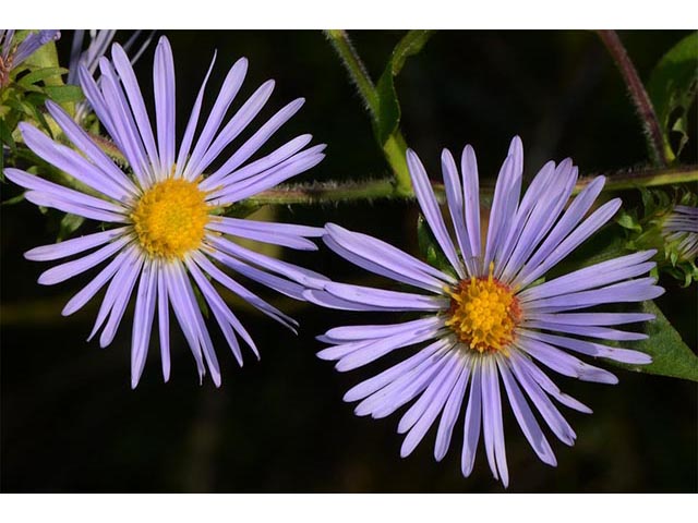 Symphyotrichum puniceum (Purplestem aster) #74702