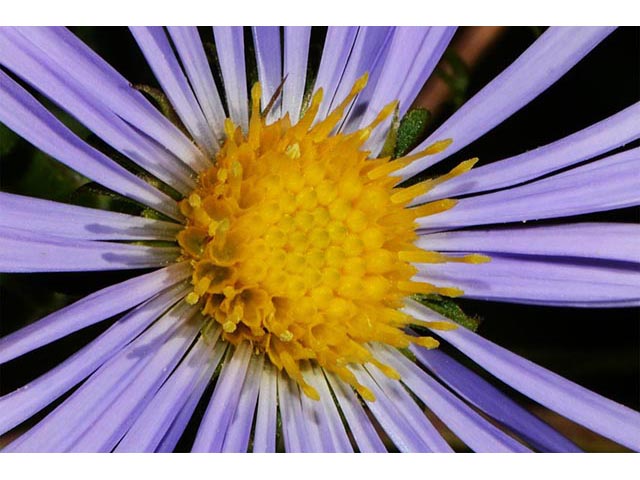 Symphyotrichum puniceum (Purplestem aster) #74705