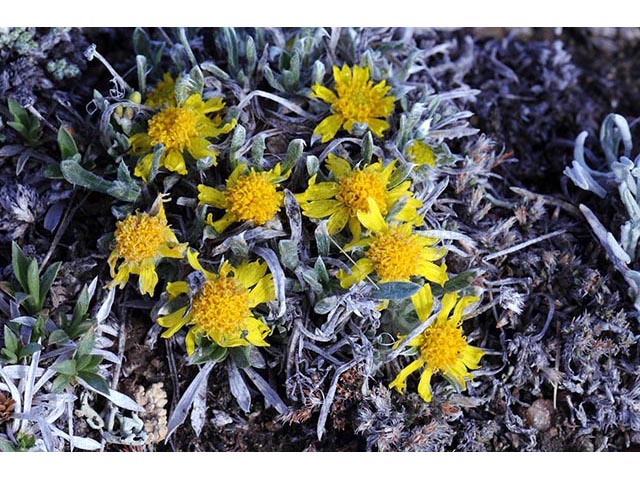 Tetraneuris acaulis (Stemless four-nerve daisy) #74721