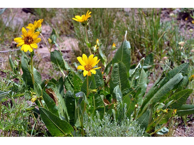 Wyethia amplexicaulis (Mule-ears) #74798