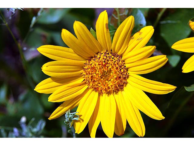 Wyethia amplexicaulis (Mule-ears) #74806