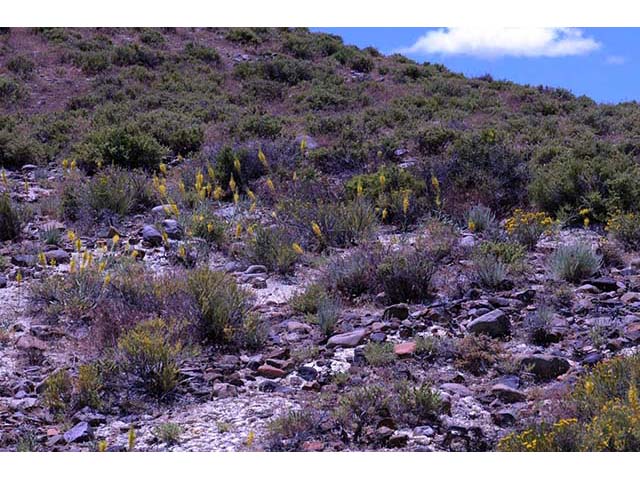 Stanleya pinnata (Desert princes' plume) #74841