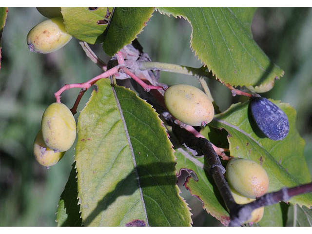 Viburnum lentago (Nannyberry) #74897