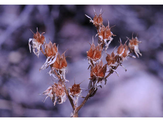 Sedum lanceolatum (Spearleaf stonecrop) #74958