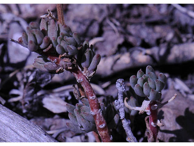 Sedum lanceolatum (Spearleaf stonecrop) #74965