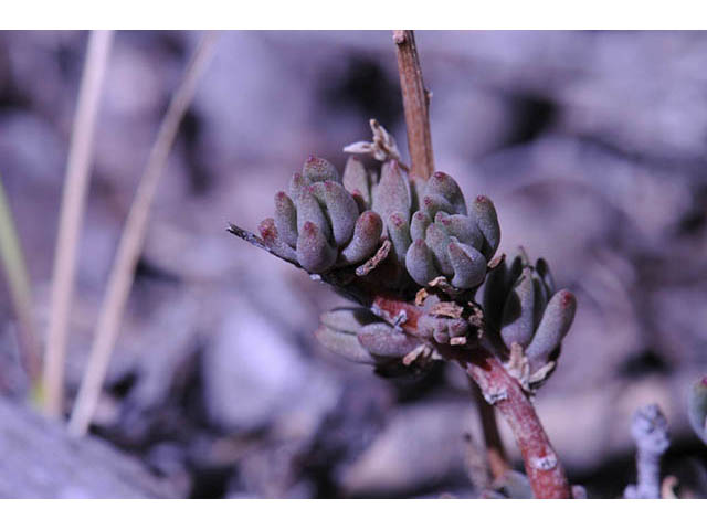 Sedum lanceolatum (Spearleaf stonecrop) #74966