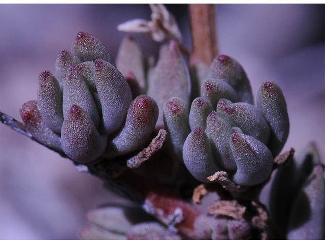 Sedum lanceolatum (Spearleaf stonecrop) #74967