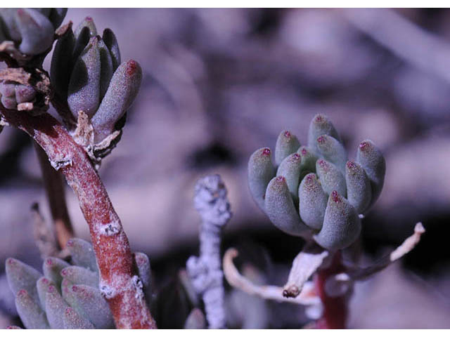 Sedum lanceolatum (Spearleaf stonecrop) #74968