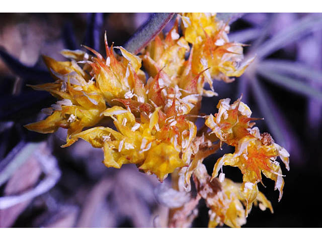 Sedum lanceolatum (Spearleaf stonecrop) #74972