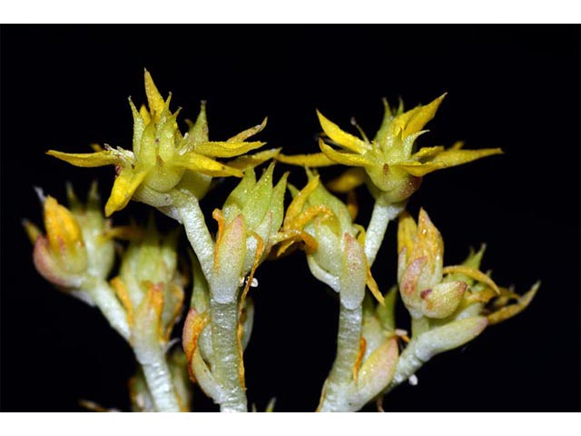 Sedum lanceolatum (Spearleaf stonecrop) #74979