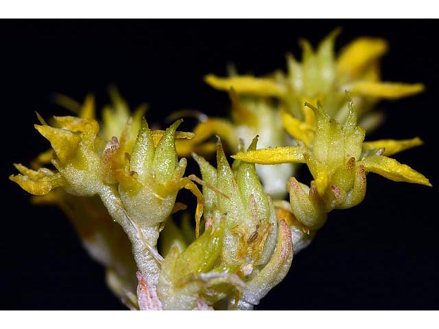 Sedum lanceolatum (Spearleaf stonecrop) #74980