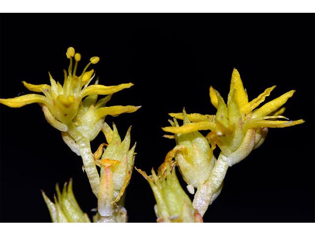 Sedum lanceolatum (Spearleaf stonecrop) #74981