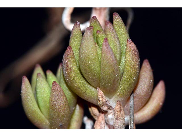 Sedum lanceolatum (Spearleaf stonecrop) #74985