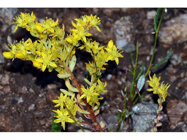 Sedum lanceolatum (Spearleaf stonecrop) #74987