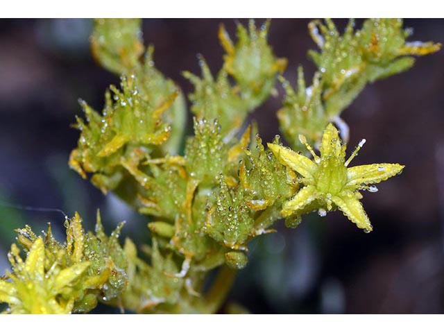 Sedum lanceolatum (Spearleaf stonecrop) #74990