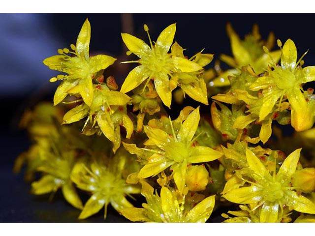 Sedum lanceolatum (Spearleaf stonecrop) #74995