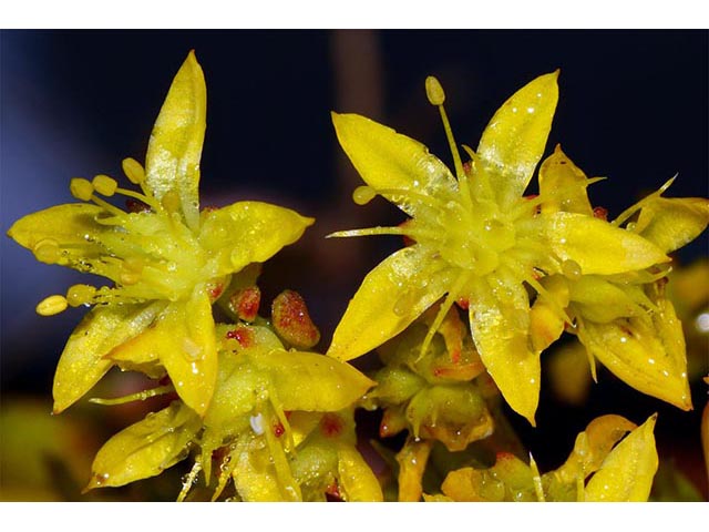 Sedum lanceolatum (Spearleaf stonecrop) #74996