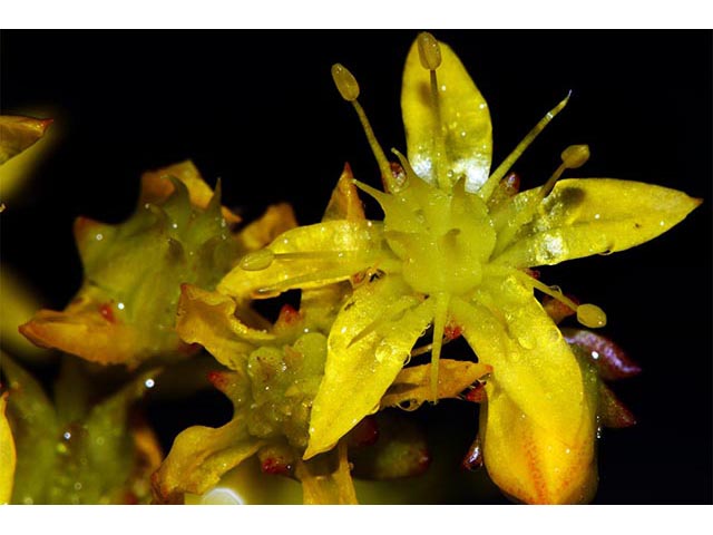 Sedum lanceolatum (Spearleaf stonecrop) #74998