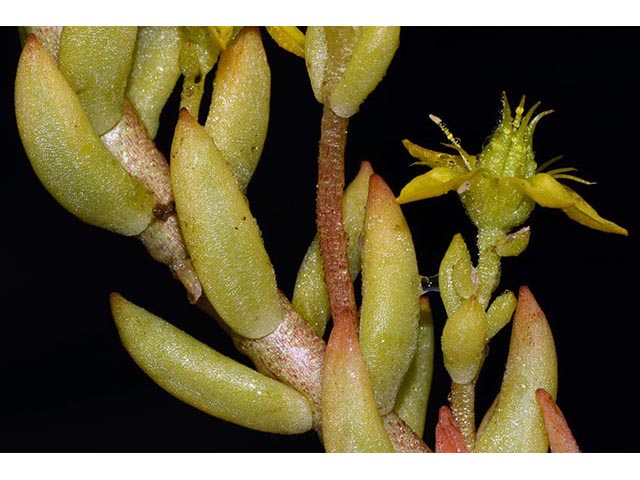 Sedum lanceolatum (Spearleaf stonecrop) #75006